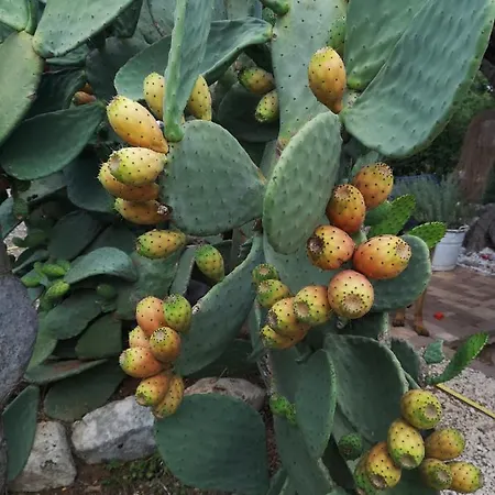 L'antico Oasi